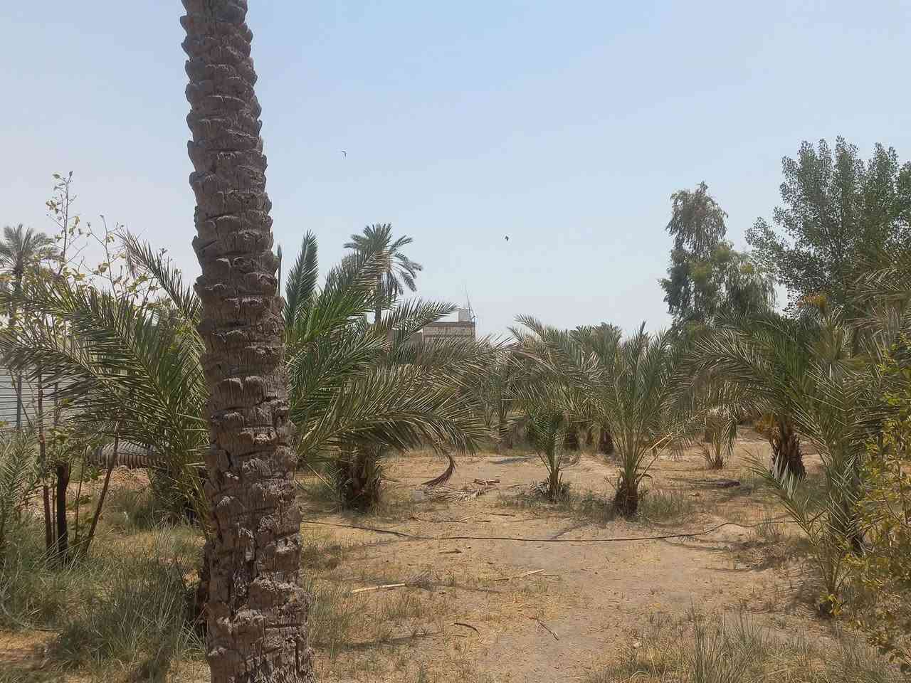 مزرعة للبيع الجزيرة منطقة الصقر 1 دونم الاستفسار ***********
