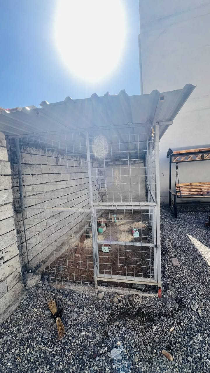 السلام عليكم اخواني الاعزاء للبيع سقيفه الطول ٦الى ٧والعرض ٤
جينكو ثقيل جديده ونضيفه حيل والقفص الطول ٥والعرض مترين والارتفاع مترين وجديد فصالهن جديد صارلهن ٤تشهر  لاستفسار
 ع الرقم ***********
