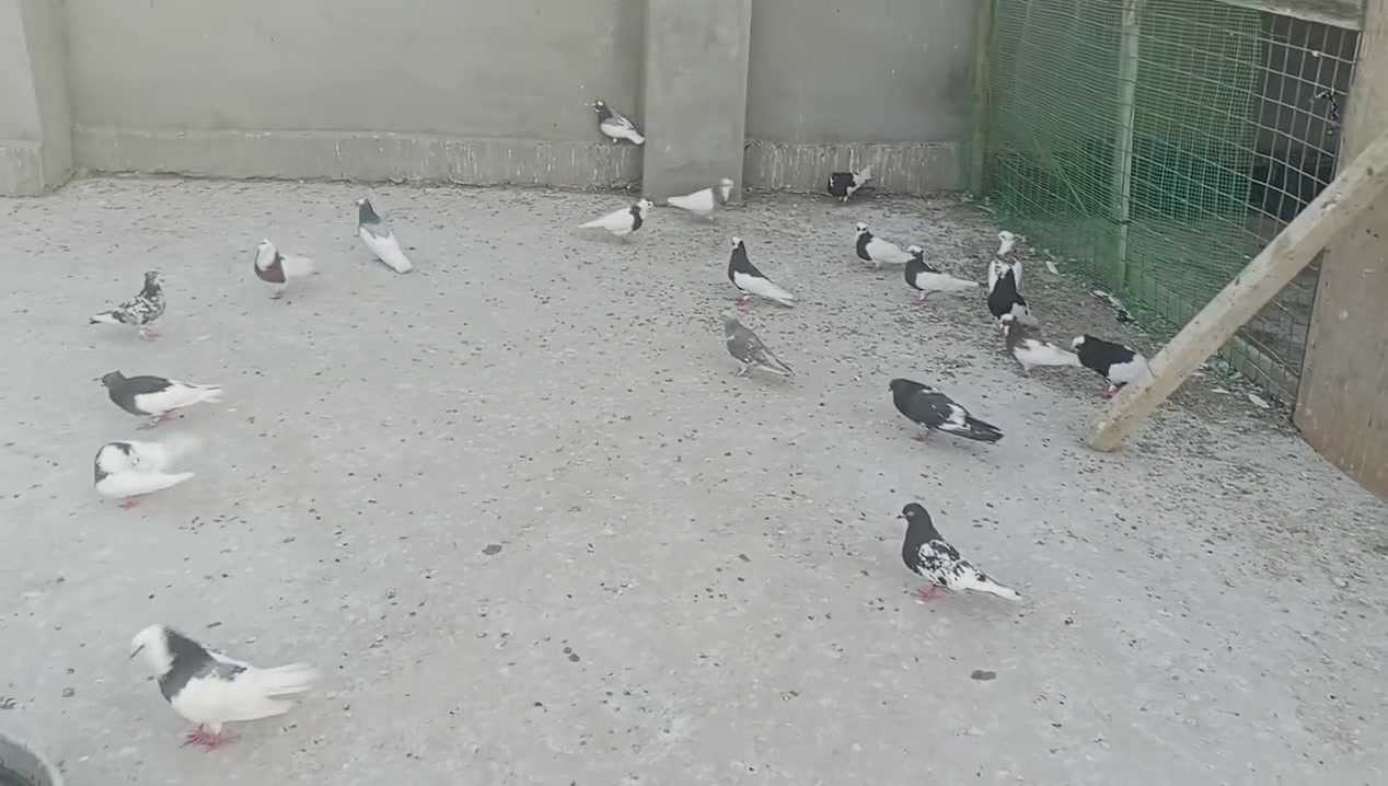 طيور للبيع شرط المطيار يرانيات ***********
