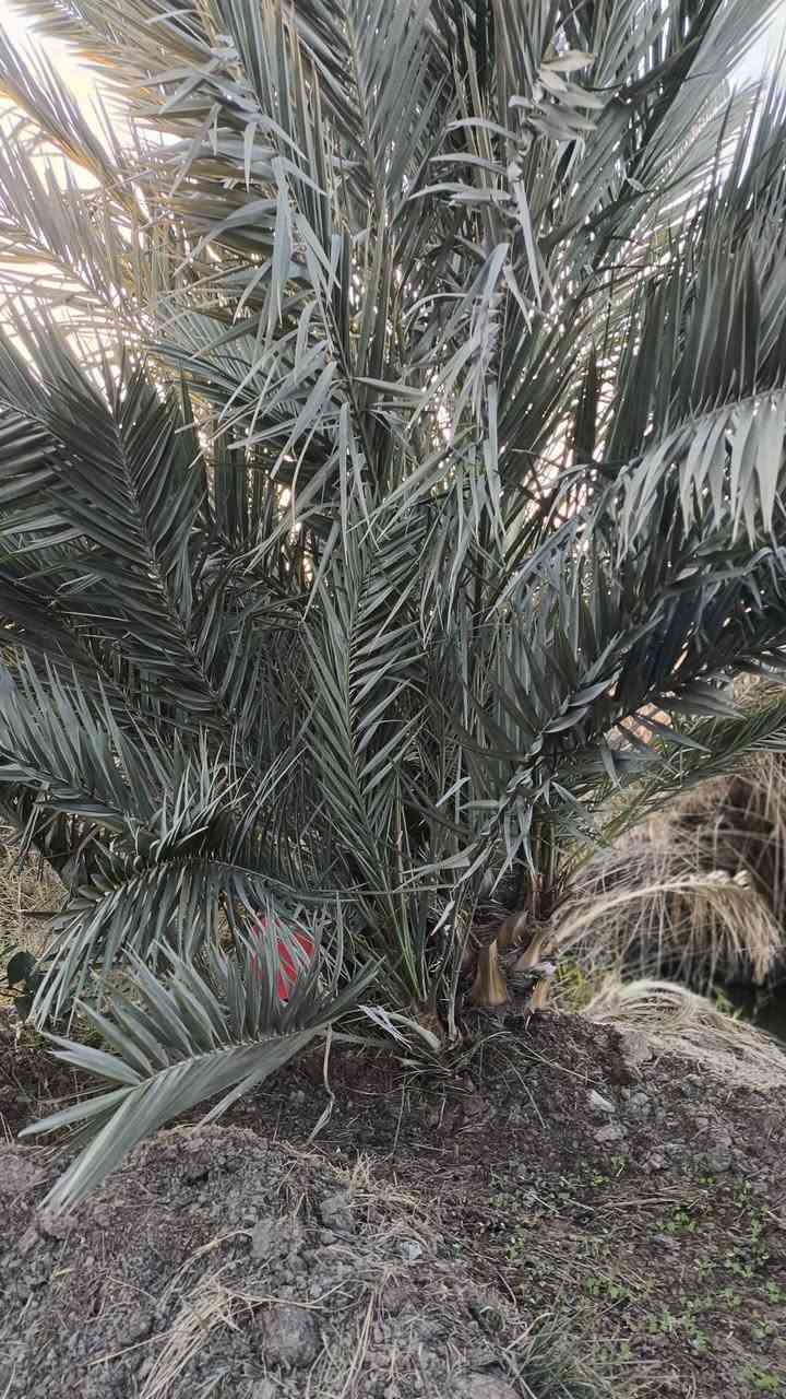 يتوفر فسائل مجهول للبيع في البصره قضاء المدينه منطقة خميسه سعر175
***********
