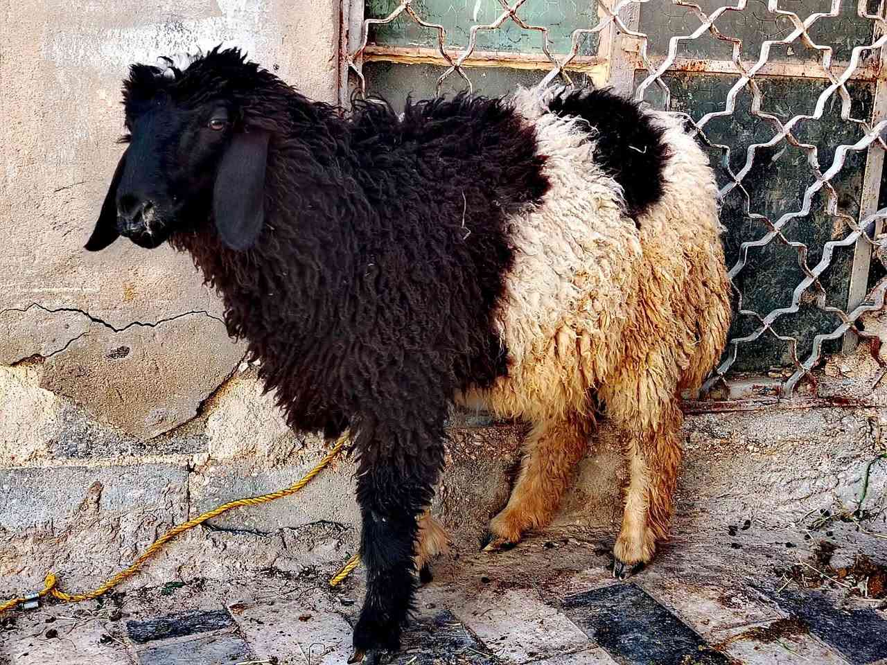 ابهم الببع شرط صحاء اسمان اكالات العدد 4 مكاني نجف الاستفسار ع رقم ***********

