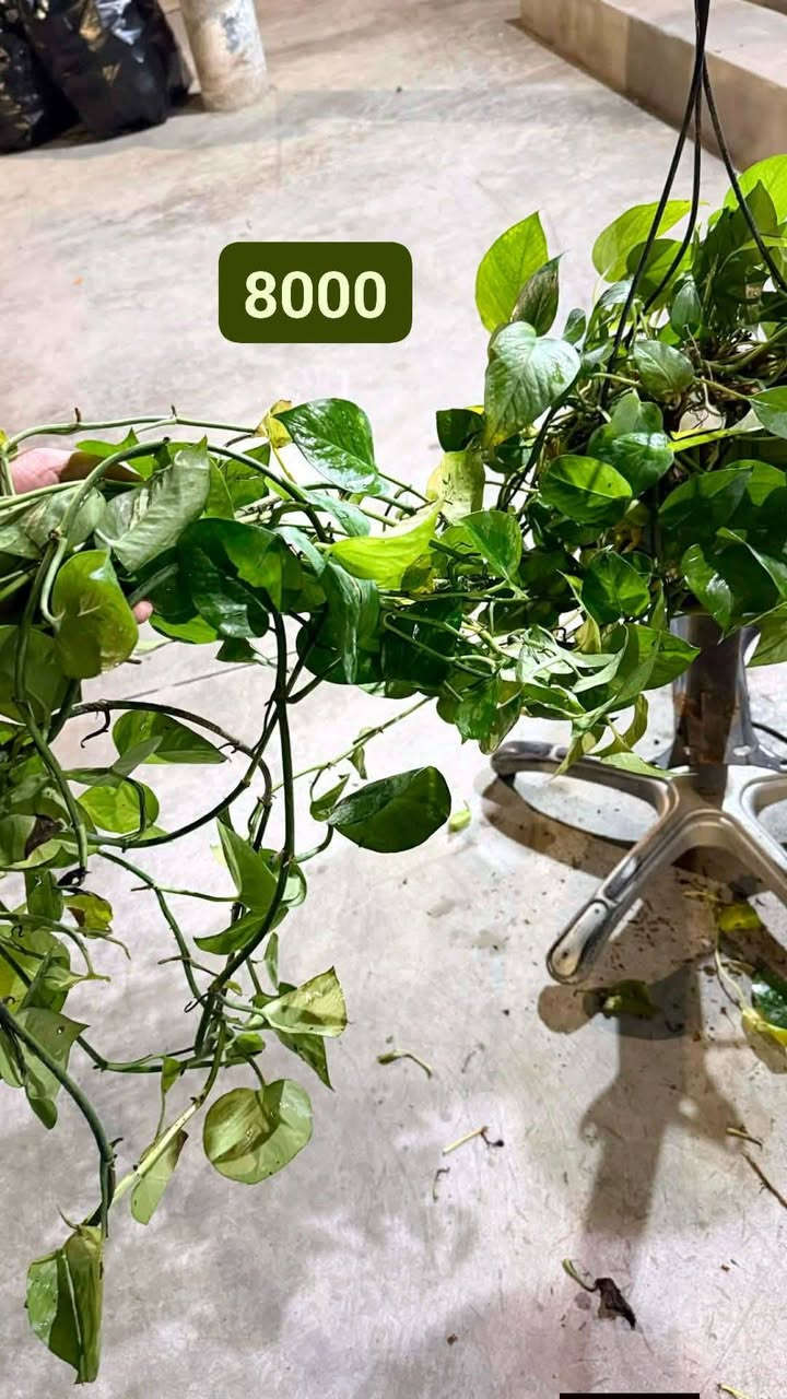 تخفيضات لكل زرع عندي 
***********
