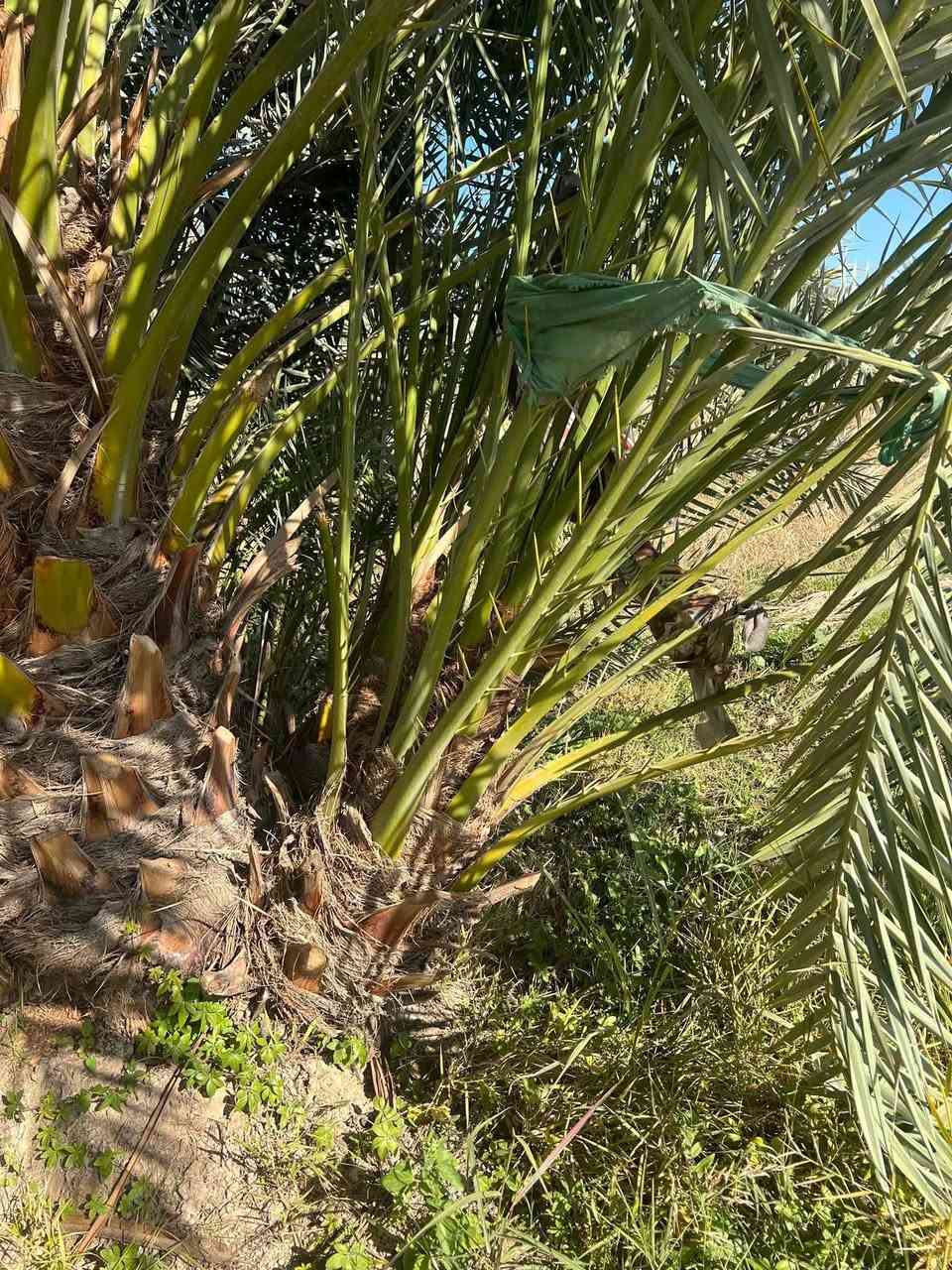 يتوفر فسائل برحي ومجهول العنوان واسط قضاء الصويره ***********
