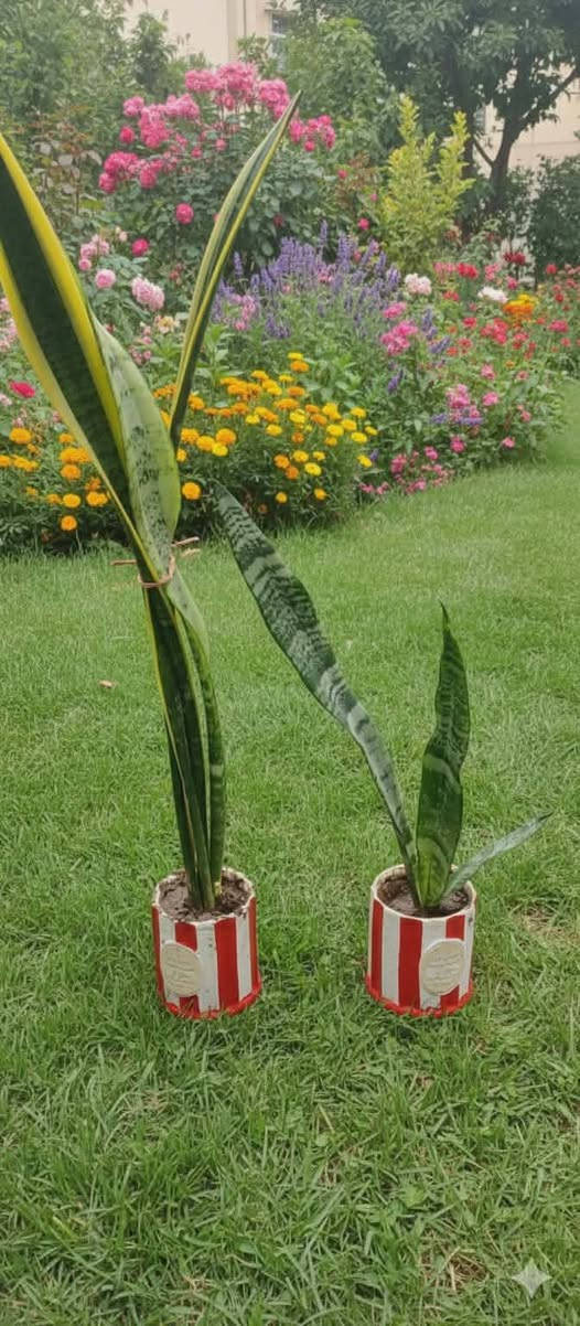 نباتات ضلية منزلية 🌱🌱
 للبيع ....

باسعار تنافسية واحجام متوسطة وكبيرة 😍
يوجد لدينا خدمة توصيل لجميع انحاء العراق 🚗🚕 

للتواصل والحجز خاص 🌺 
@إشارة الجميع


**إذا كنت صاحب هذا الإعلان وتريد حذفه لأي سبب، رجاءا أرسل رسالة إلى الدعم الفني**