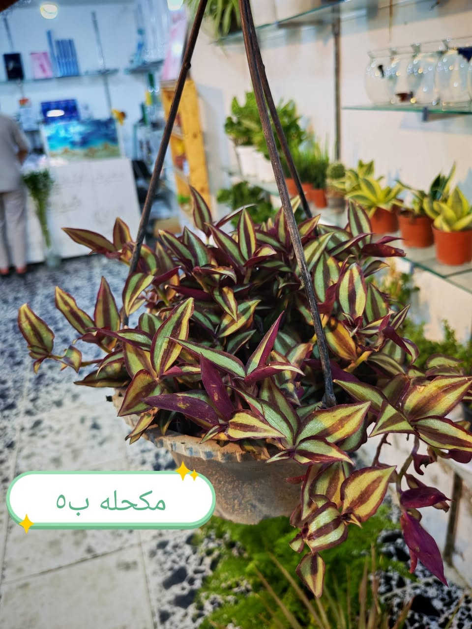 الضليات الي متوفره حاليا 🥰
الاسعار كلها عالصور 😊🌷


**إذا كنت صاحب هذا الإعلان وتريد حذفه لأي سبب، رجاءا أرسل رسالة إلى الدعم الفني**