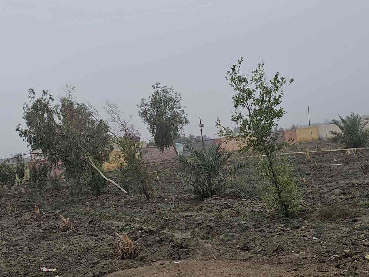 يا الله
اللهم صلي على محمد وآل محمد 
مزرعه للبيع مرتبه مع دار جاهز للسكن  
منطقه امنه جدآ  وجاهزة من الماء والكهرباء والمجاري  
المزرعه ثلاث دوانم ونص  مسيجه بناء بلوك ومع شريط بلاجكتور حول سيج المزرعه عدد ١٥ بلاجكتور  ويوجد منظومة ماء تقطير في المزرعه علمآ توجد كرمه ماء من نهر الوفاء قرب المزرعه ويوجد غطاس ماء من الكرمه الى المزرعه كماء يوجد حوض ماء ٦٥ الف لتر موقع المزرعه مميز ركن شارعين عرض الشارع ١٢ متر  شارع مبلط من الشارع الرئيسي إلى قرب المزرعه  كماء يوجد محميه عدد ٣ ويحد مجره بزل للمزرعه
العنوان الناصرية الخميسات حي الزهور قرب شركة النفط 🛢 
للاستفسار اتصل على الرقم  
***********
مكتب المدار الذهبي للعقار
