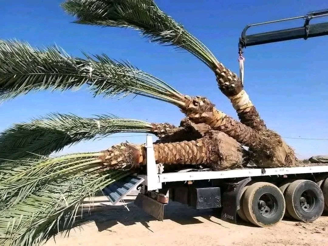 اسلام عليكم يوجد نخيل امايه بل الطينه البيع من متر ال 5متر يوجد خدمة توصيل لجميع المحافظات العراق جميع انواع والصناف كادر متخصص في زراعه النخيل بشراف مهندسين توصل على رقم ***********
