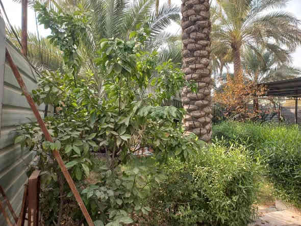 بسمه تعالى ونستعين / ((١٠٠٠م للبيع )) الواجه على فرعي مبلط ٣٠م طابو ملك صرف بستنه إقرار محكمه. تتوفر جميع الخدمات.              عباره عن شاليه استراحه. حدائق وغرفة استراحه مكان للشوي ومسبح وكما موضح بالصور التي هي طبقا. لواقع الحال تبعد من مركز. كربلاء والامامين عليهم السلام حدود.    ه كم العنوان طريق السيده زينب عليها. السلام وقرب حدائق. العتبه السعر ٤٥٠ مليون مجال جدا قليل ومداوله مع مالكها  للاستفسارات. واصلونا. هاتفيا واتساب خاص دمتم سالمين ( *********** )
