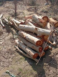 خشب كالبتوس • مقصوص • قرية تل واعي