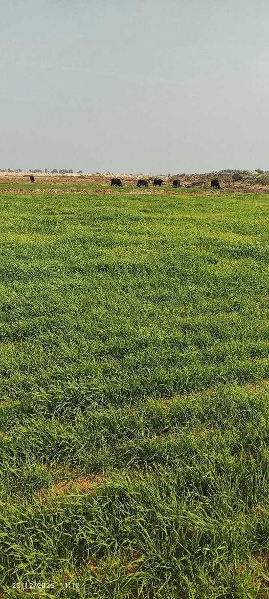 سلام عليكم ارض زراعيه ٩٠ دونم للبيع جاير جتل للموسم مع العلم السكي لنهايت الموسم عليه ووياها طن ونص سماد للاستفسار اكثر اتصل على الرقم ***********
