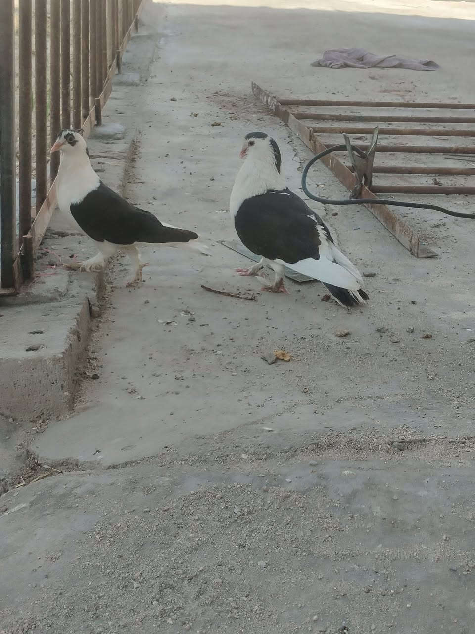 زوج بطاريق جواهن افراخ اثنين
زوج عرايس جواهن فرخ واحد 
زوج دماكش مخاليف 
كلهم ب20
الهوير منطقة الترابه


**إذا كنت صاحب هذا الإعلان وتريد حذفه لأي سبب، رجاءا أرسل رسالة إلى الدعم الفني**
