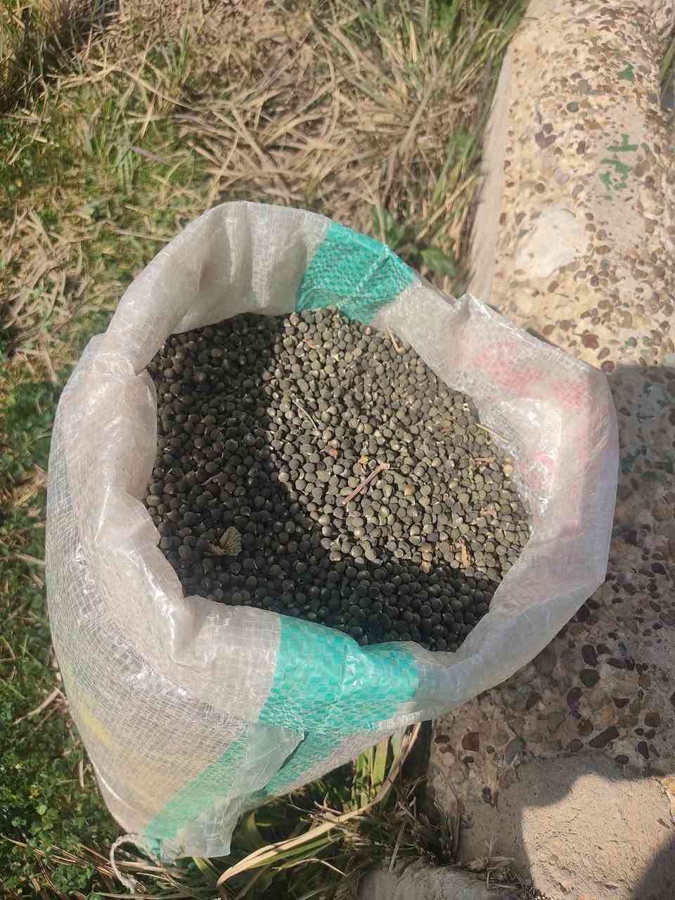 بزر باميه درجه اولى احسيناوي مكفول  كميه قليلهة  السعر اتصل ***********
