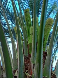 فسائل زاهدي • راوه • توصيل