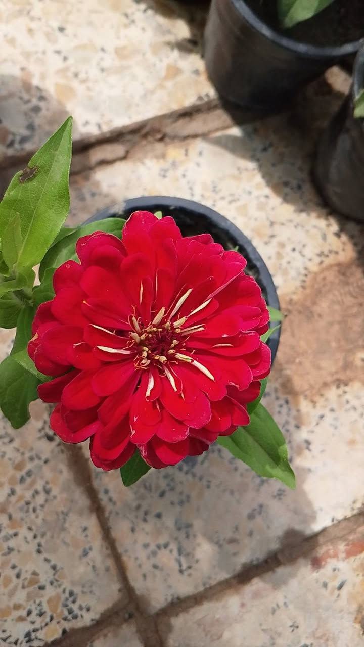 السلام عليكم ورد على الف توصيل موجود


**إذا كنت صاحب هذا الإعلان وتريد حذفه لأي سبب، رجاءا أرسل رسالة إلى الدعم الفني**