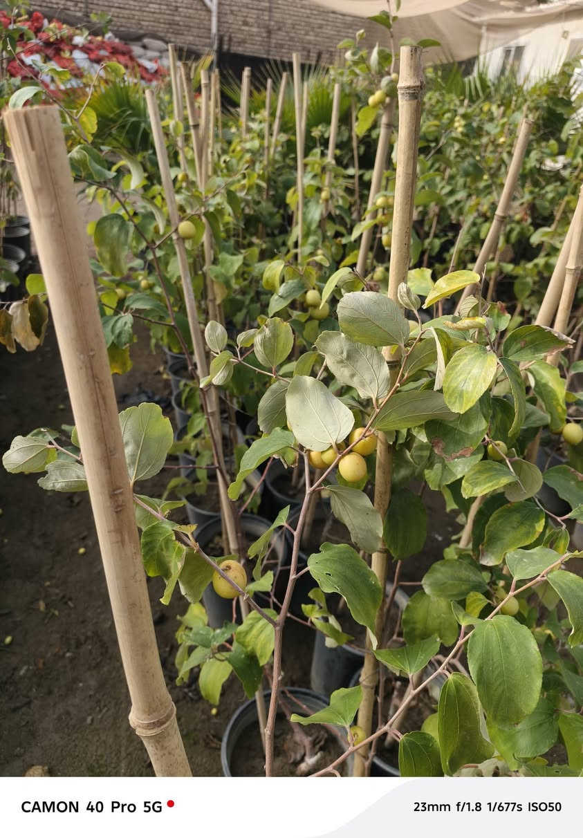 الهم صلي على محمد وال محمد 
توفر لدينا النبك البصراوي التفاحي الدرجه الاولى 
في مشتل شهاب الزراعي عنوان المشتل طريق حله هاشميه مقابل شركه الرنا العالميه 
استفسار: ***********
