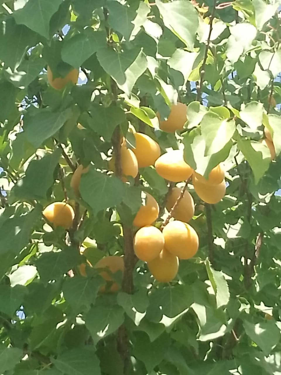 مشمش شركه من اجود انواع المشمش مطعم ومكفول وارتفاع مترين وأكثر.
سعر الشتله ٤
كل ٣ ب١٠ الف
للحجز والاستفسار الاتصال على الرقم *********** جاسم الخليفاوي العنوان الخالديه شارع العام مقابل بلديه الخالديه
