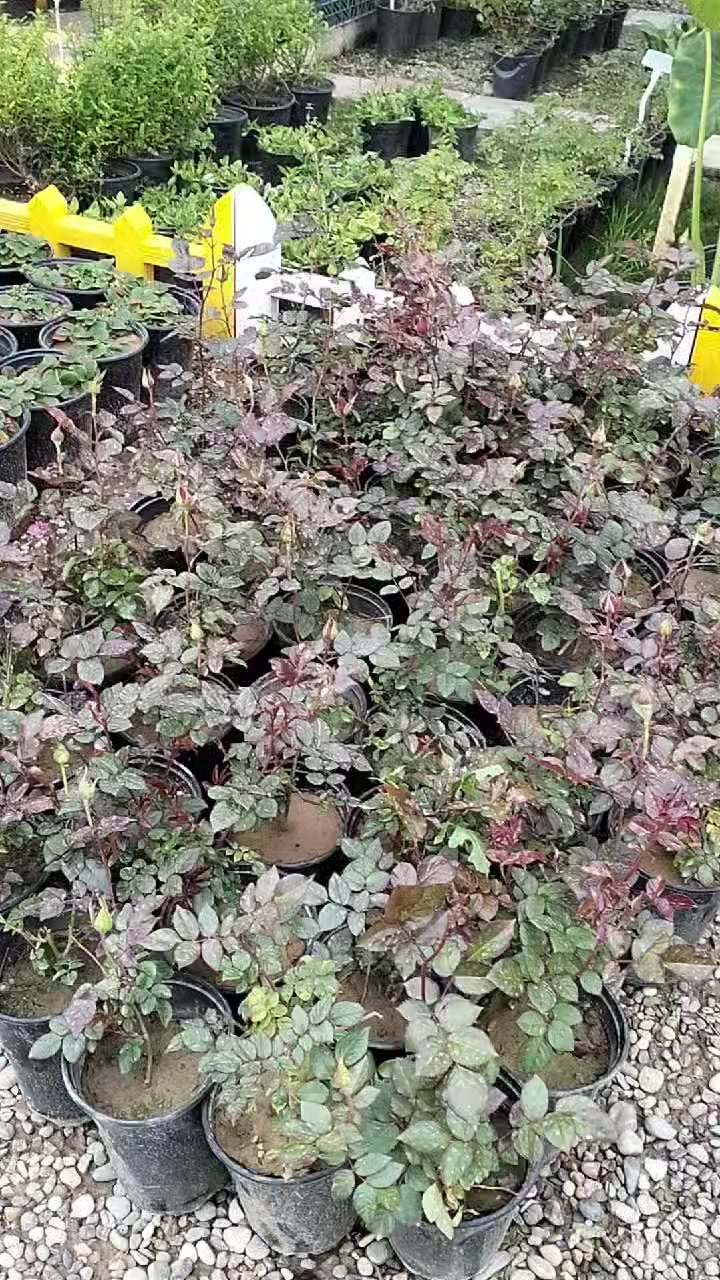 تاريخ ٣/٢٢ وجبة جديدة من انتاجنا🥰🥰🥰

العنوان/ خانقين شارع المستودع مقابل مشروع الماء 

توجد خدمة توصيل داخل خانقين 🚕🚕🚕


**إذا كنت صاحب هذا الإعلان وتريد حذفه لأي سبب، رجاءا أرسل رسالة إلى الدعم الفني**