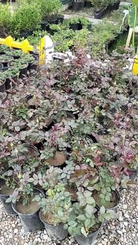 ٣/٢٢ • وجبة جديدة • توصيل خانقين