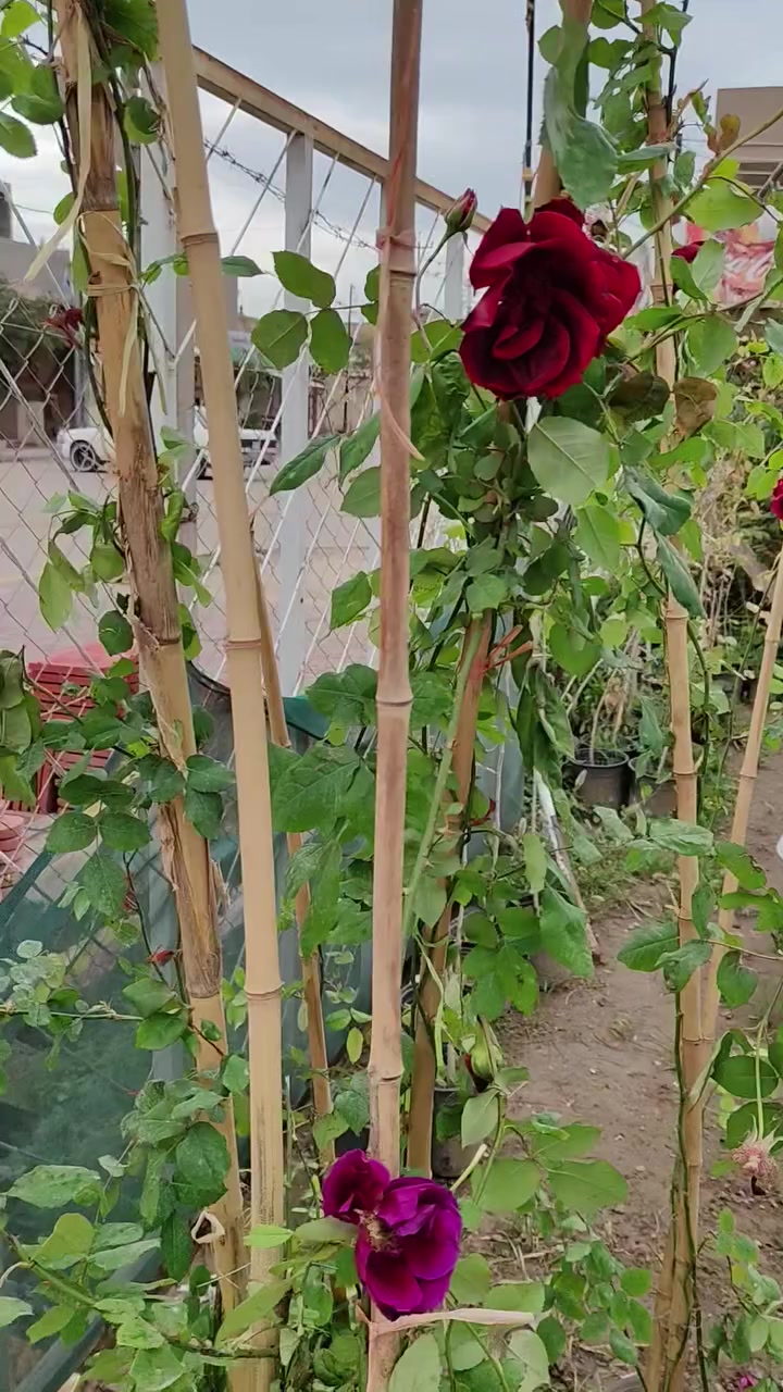 تم بعون الله وصول متسلق جوري العطري....


**إذا كنت صاحب هذا الإعلان وتريد حذفه لأي سبب، رجاءا أرسل رسالة إلى الدعم الفني**