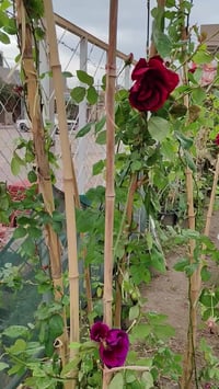 متسلق جوري • عطري • وصل