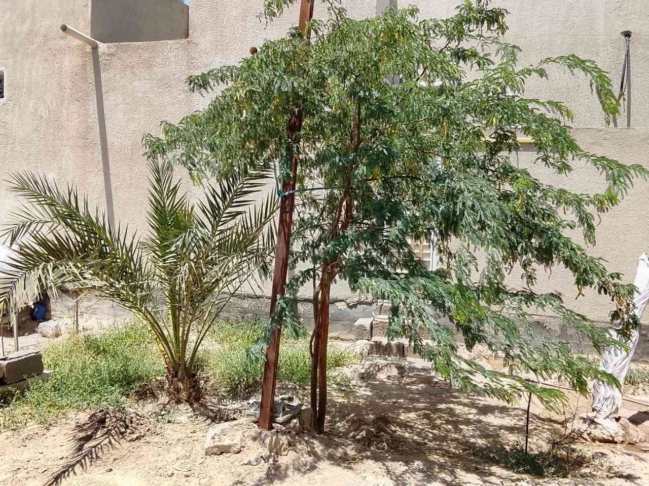 اسعد الله اوقاتكم بكل خير 🔷 
احبتي دار سكان البيت المساحه ٢٠٠متر +فضله ٧٠متر 
يعني تطلع مساحه البيت الكليه ٢٧٠متر موقع البيت البصره ابو الخصيب شارع العوجه ◼️غريب علا شارع العوجه ميت متر وعلئ شارع ١٠متر تبليط 
جميع الخدمات متوفره ماي كهربه تبليط 
البيت يحتو علئ 
2غرف منام 
صاله
مطبخ
ديوان 
كراج 
حديقه 🌾🌵🌹وكذالك البيت هوه وثاثه
نوع العقار طابو زراعي عراقي وكاله ونسخه من الطابو ◼️ 
العالم البيت معه جميع الاثاث 
وسعر البيت 120اوبي مجال 💸 
الستفسار علا 
***********
***********
