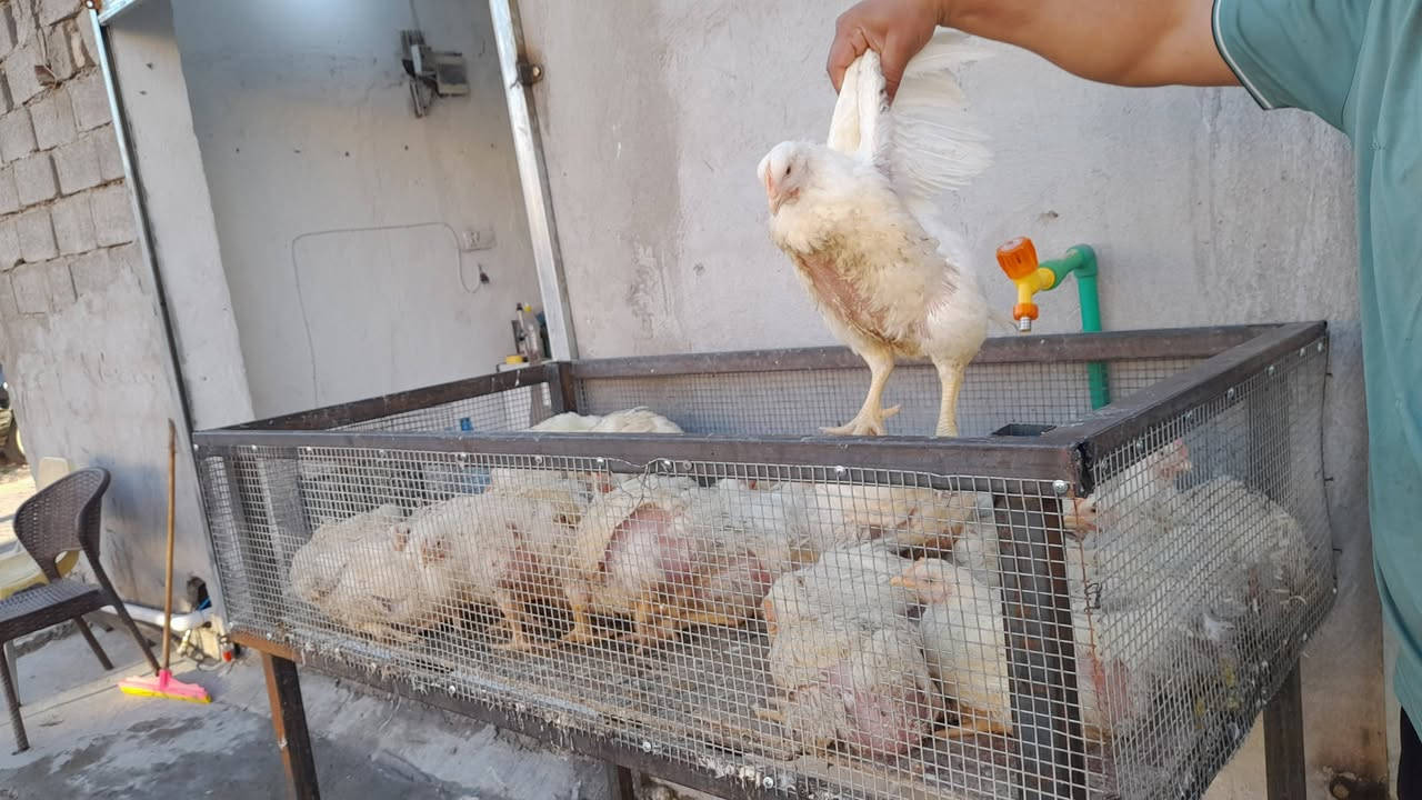 السلام عليكم اخوان تم افتتاح بعون الله محل دجاج ذبح  واسماك  قرب نمبر وان  الصراحه شغله والنضافه درجه اوله وتعاملهم راقي جدا  الله يشهد الله يرزق الجميع يارب


**إذا كنت صاحب هذا الإعلان وتريد حذفه لأي سبب، رجاءا أرسل رسالة إلى الدعم الفني**