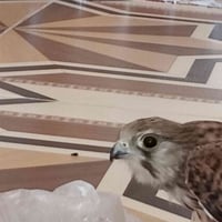 اليف • فول امان