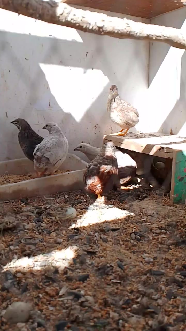 مريعي ملكي فيد الي عدهم سكر فيد ضهر الكبار بسن فيد طفال الي تخرون بنطق بيض مالته رقمي لتواصل ***********
