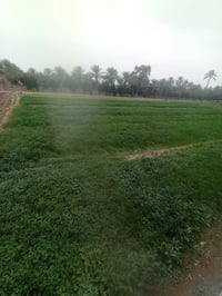 ابو غریب الشيحه • دونم ملك • طابو سند ٢٥