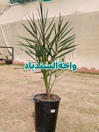 المجهول العالمي • بطاقة ضمان • قريباً