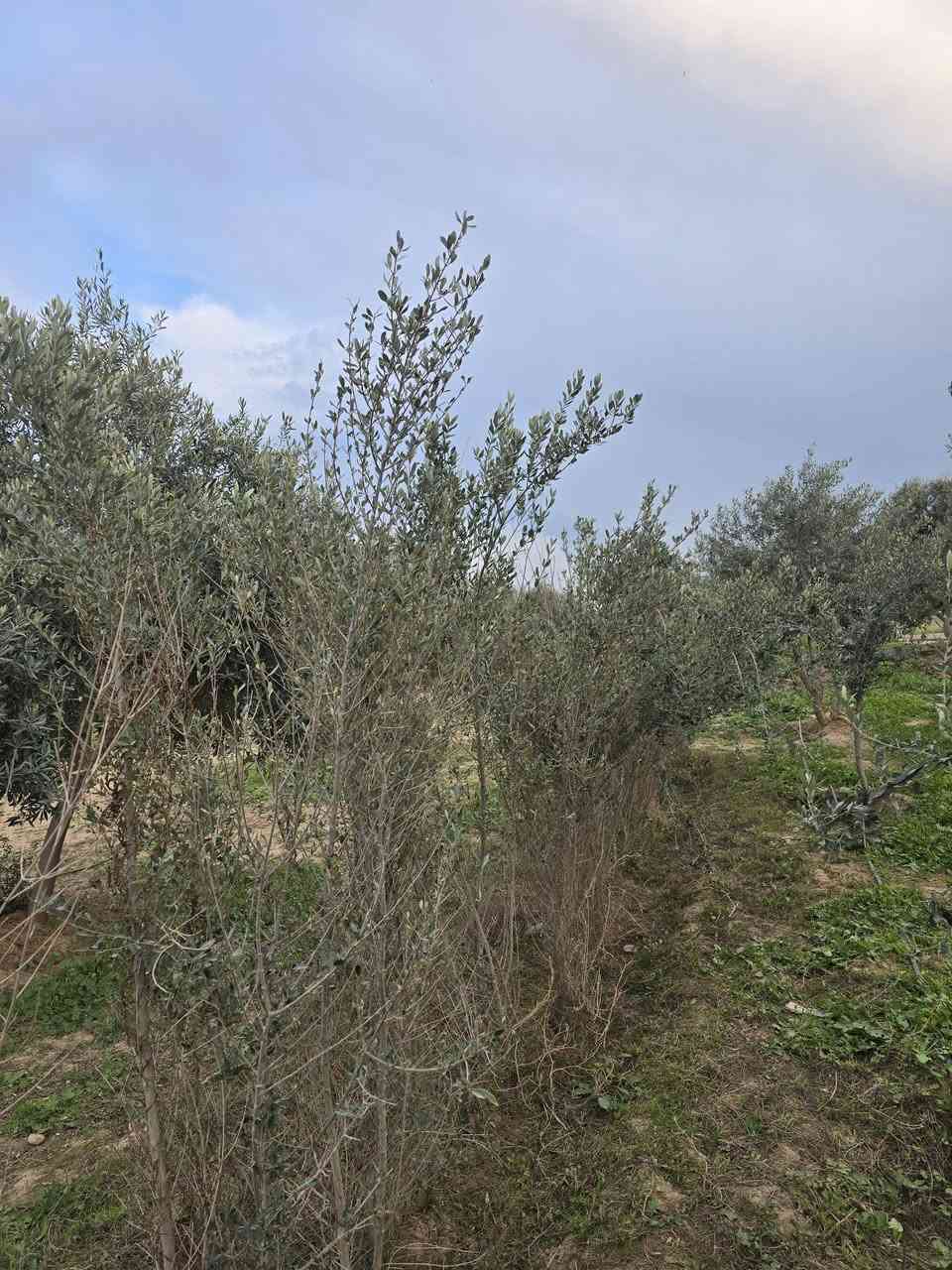 سلام عليكم
شتل زيتون نوع  خستاوي 
عمره 5سنوات 
سعر ستل ٣ الف 
عنوان  موصل  ناحيه بعشيقه
***********
