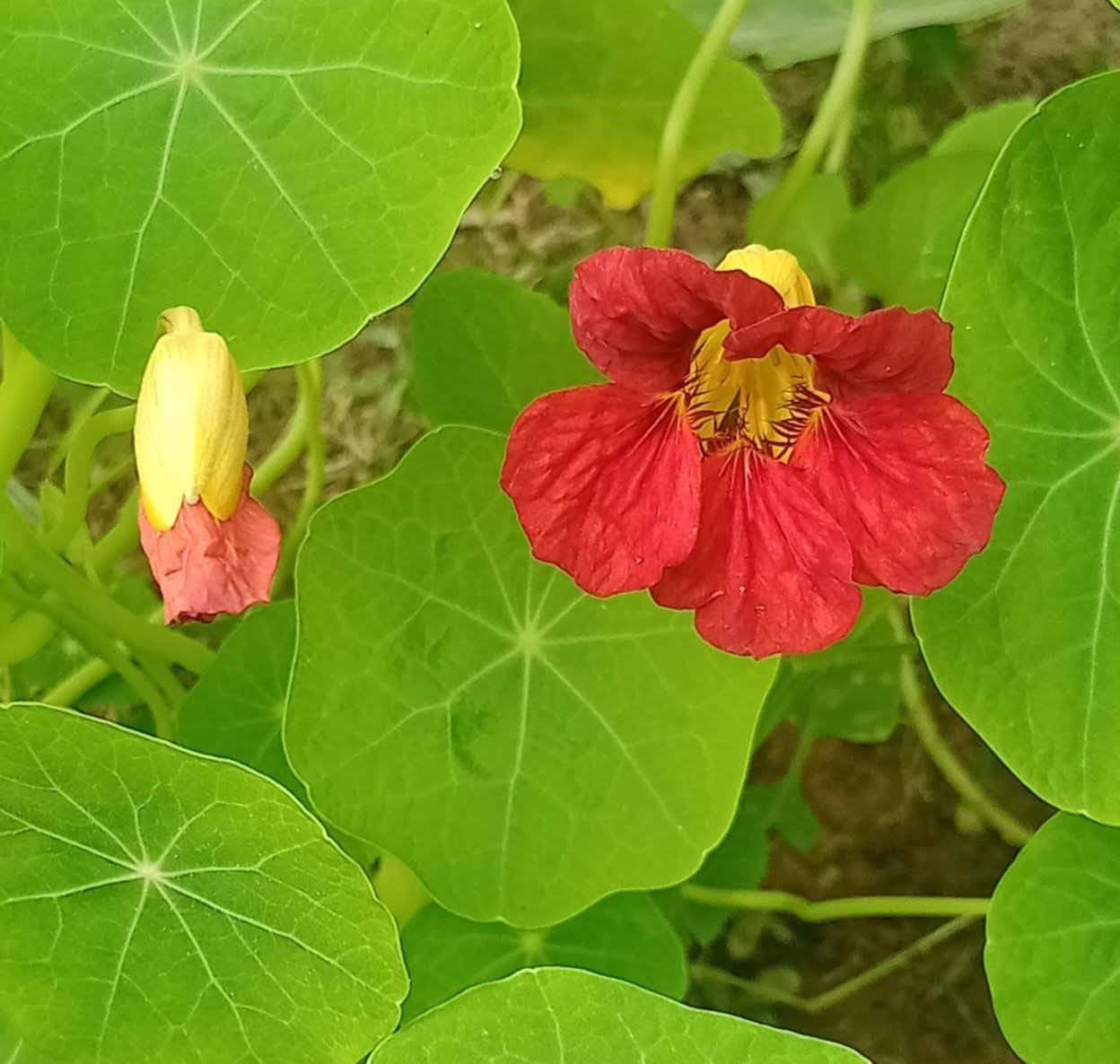 متاح لدينا شتلات وبذور نبات ورد ابو خنجر الاتيني عطري الوان
لطلب والحجز واتساب *********** السماوه أو مراسلة الصفحه يوجد خدمة توصيل طلبات داخل السماوه ولكافة المحافظات لباب البيت أنواع البذور الاستوائية النادره
