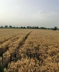 بابل الجوادية • ١٣ دونم • سند ٢٥