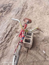 بيسكلا • القرنه الشرش • بدون عيوب