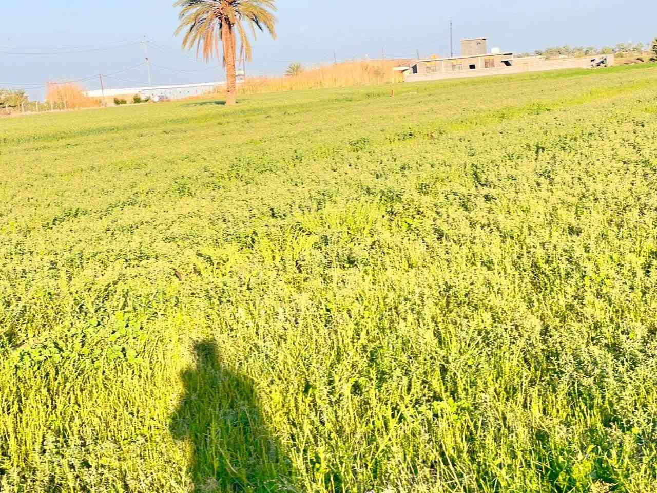 سلام عليكم كاع 3دونم للبيع خدمات كامله مي كهرباء تبليط الكع طابو زراعي تحويل ثاني يوم الامكان بغداد ابو غريب خان ضاري الزيدان للسفسار اكثر اتصل ***********
