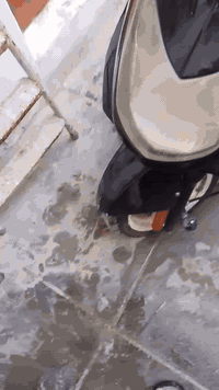 سكنس فحل ياباني كلها شغاله اشاير نكره سلف أو هندر كهربائيات كلها شغاله...