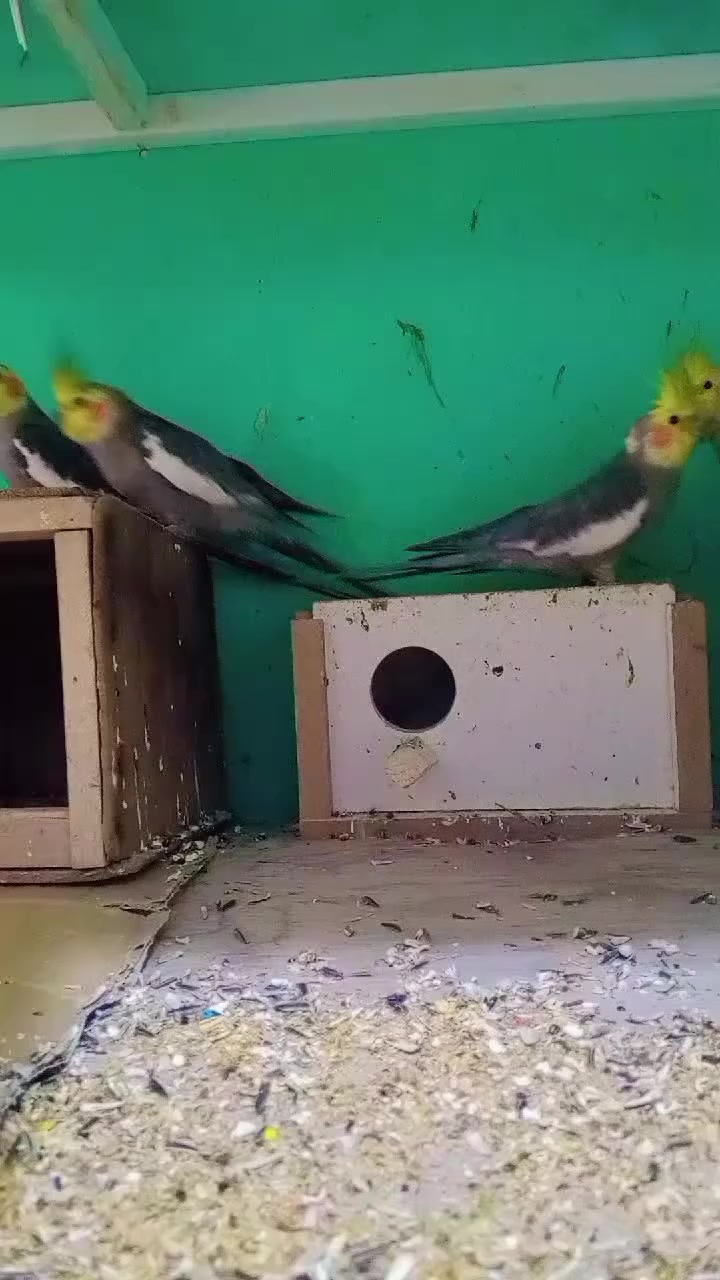 سلام عليكم للبيع زوجين وتك كوكتيل شلع كلهن ب125 بي مجال بسيط
/مكاني /تلعفر /*********** متواجد واتساب
