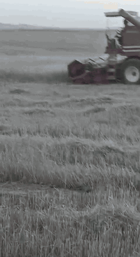 حاصدات للبيع
شركة حيل إنضاف
 موديل 1985
الحالة: جيدة وجاهزة للعمل
مناسبة للحصاد والعمل الميداني
للاستفسار الجاد والتواصل يرجى المراسلة على الرقم
***********
والله ولي التوفيق
