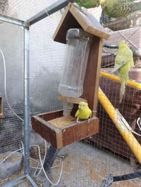 ادوات اكل طيور • مرجوحة طيور • نجف شارع المطار القديم