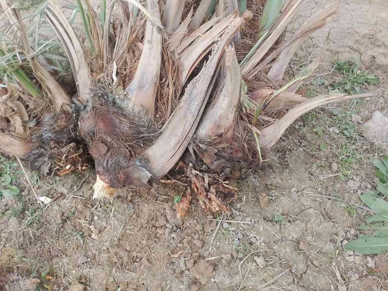 السلام عليكم
يوجد فسائل نخيل شويثي اصفر مشلوع وكامل اكو ب 7 الف واكو ب ٥الف وبي مجال السعر
