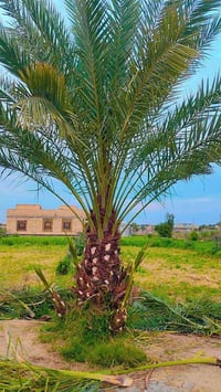 لكص النخل وتكريب وتنظيف النخل والشلاع النخل بأسعار مناسبه للاستفسار ال...