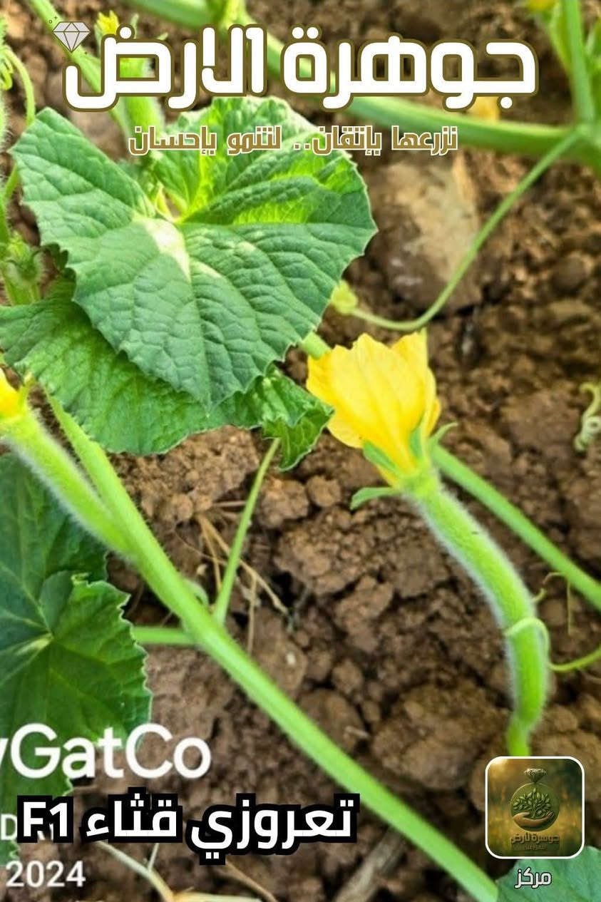 يوجد لدينا بذور طرح صنف الرشيد صنف ممتاز جدا للإستفسار *********** بغداد, العراق
