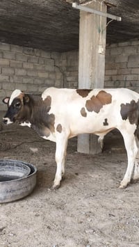 حوالي • حمام • طيور • حوالي خشن • حوالي ربط • طيور للبيع • حمام للبيع