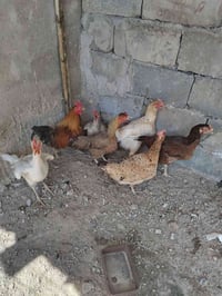 مسيب • مبياض • ٧ طيور