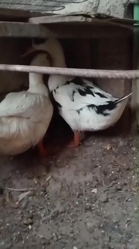 بشوش للبيع في ابي الخصيب ابو كوصرة للتواصل  ***********
