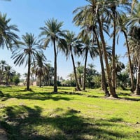 أم نعجة • طابو زراعي • ٥ دونم