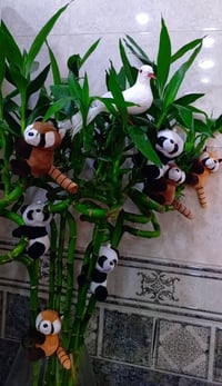 يتوفر لدينا جميع اكسسوارات نباتات 🕊️🐼🦊 توصيل كل محافظات العراق 🚕  الزر...