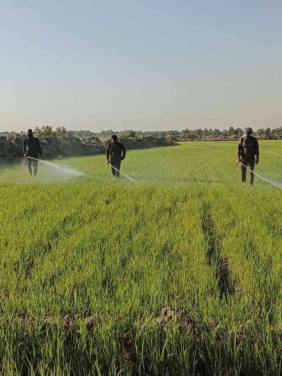 مستعدون لرش مبيد ادغال ***********
