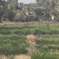 الصياحية الحلة • ٥ دونم • ٢٥ زراعي