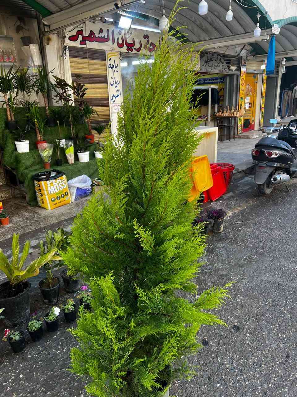 وصلتنا وجبه جديده من النباتات 🌹
كاردنييا عراقي 👌
فل عراقي مل بغداد👌
سروو
ورد الاهانه
العنوان الموصل-الميدان باب الجسر مقابيل طرشي الصقال


**إذا كنت صاحب هذا الإعلان وتريد حذفه لأي سبب، رجاءا أرسل رسالة إلى الدعم الفني**